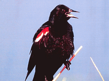 A male Tricolored Blackbird perches on a reed, beak open