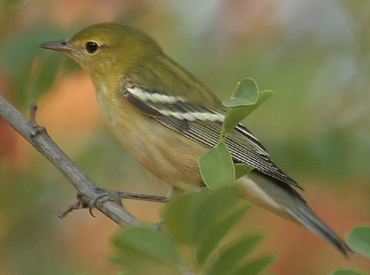 A fall-plumaged Bay-breasted Warbler perches on a small stem