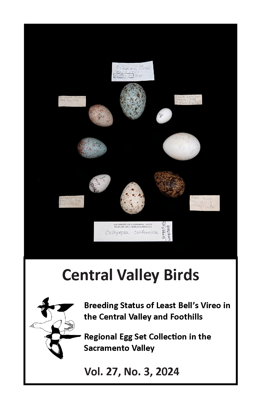 Examples of egg sets collected by Donald L. Pinney in California’s Sacramento Valley, California. Species are clockwise from top: American Crow, Bank Swallow, Belted Kingfisher, Black Tern, California Quail, Bullock’s Oriole, California Scrub-jay, and California Thrasher.  Photo by Emma K. Arriaga.