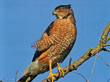 An adult Cooper's Hawk perches on a tree limb
