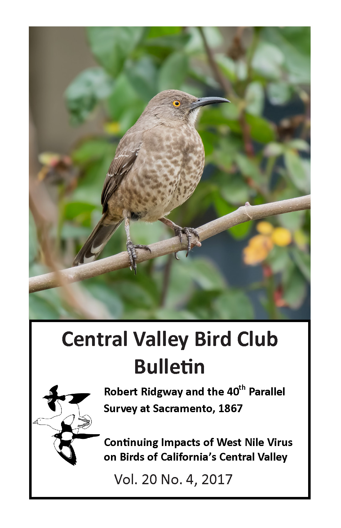 Journal cover showing a photo of a Curve-billed Thrasher perched on a twig in front of greenery