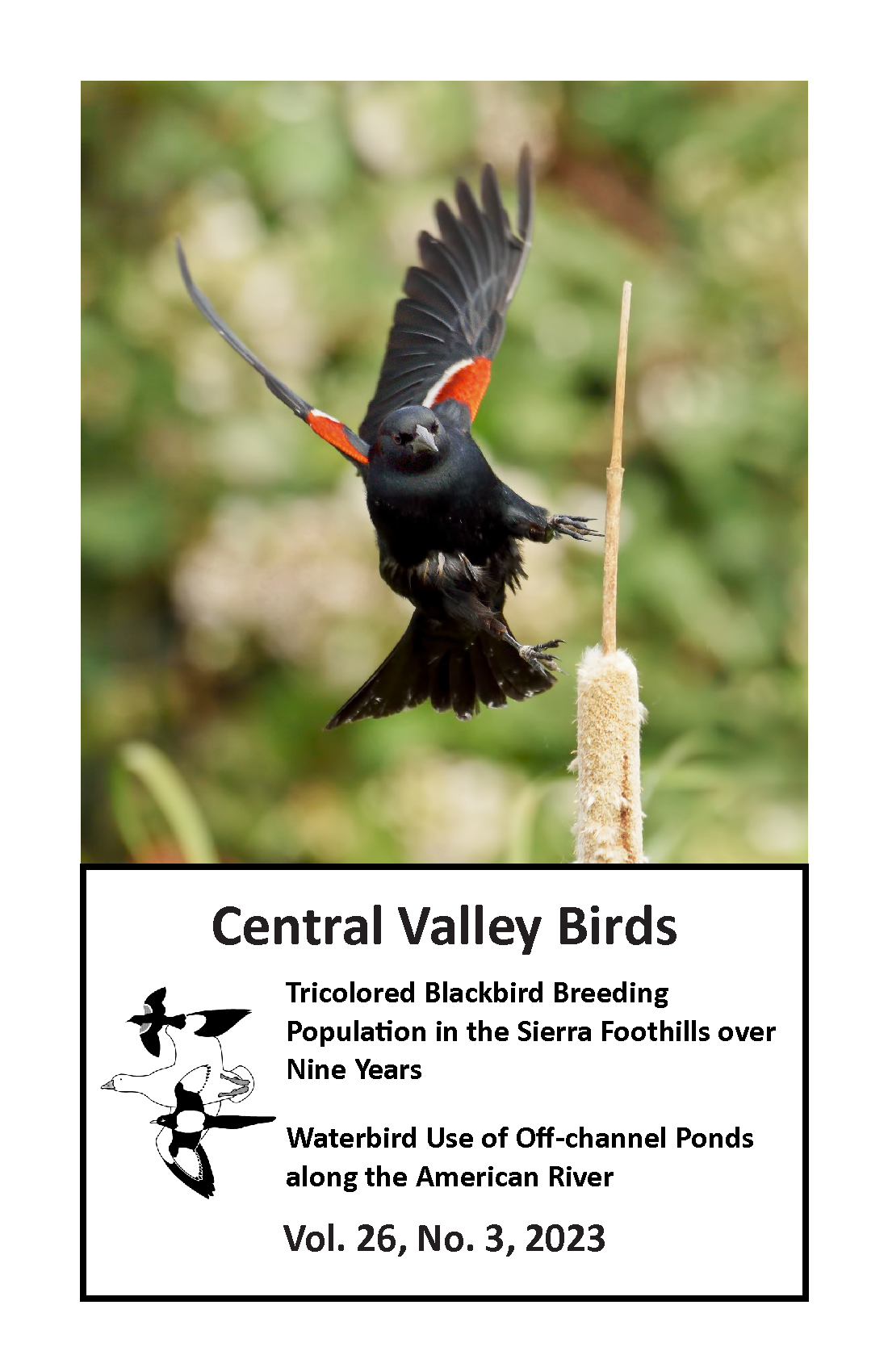 Tricolored Blackbird (Agelaius tricolor). 22 May 2015. Sacramento County, California. Photo by Daniel L. Brown.